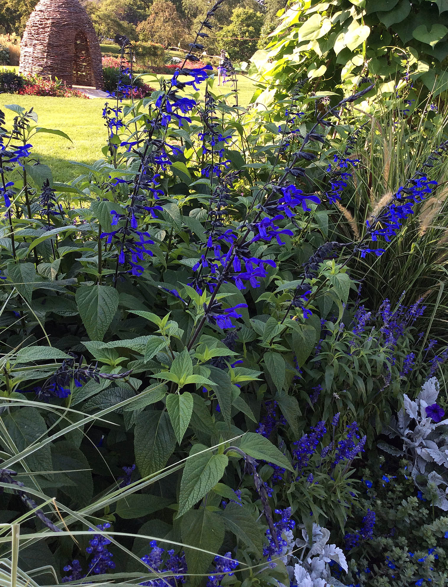 salvia-gauranitica-black-and-blue-lyndley-park-ppa-8-3-16