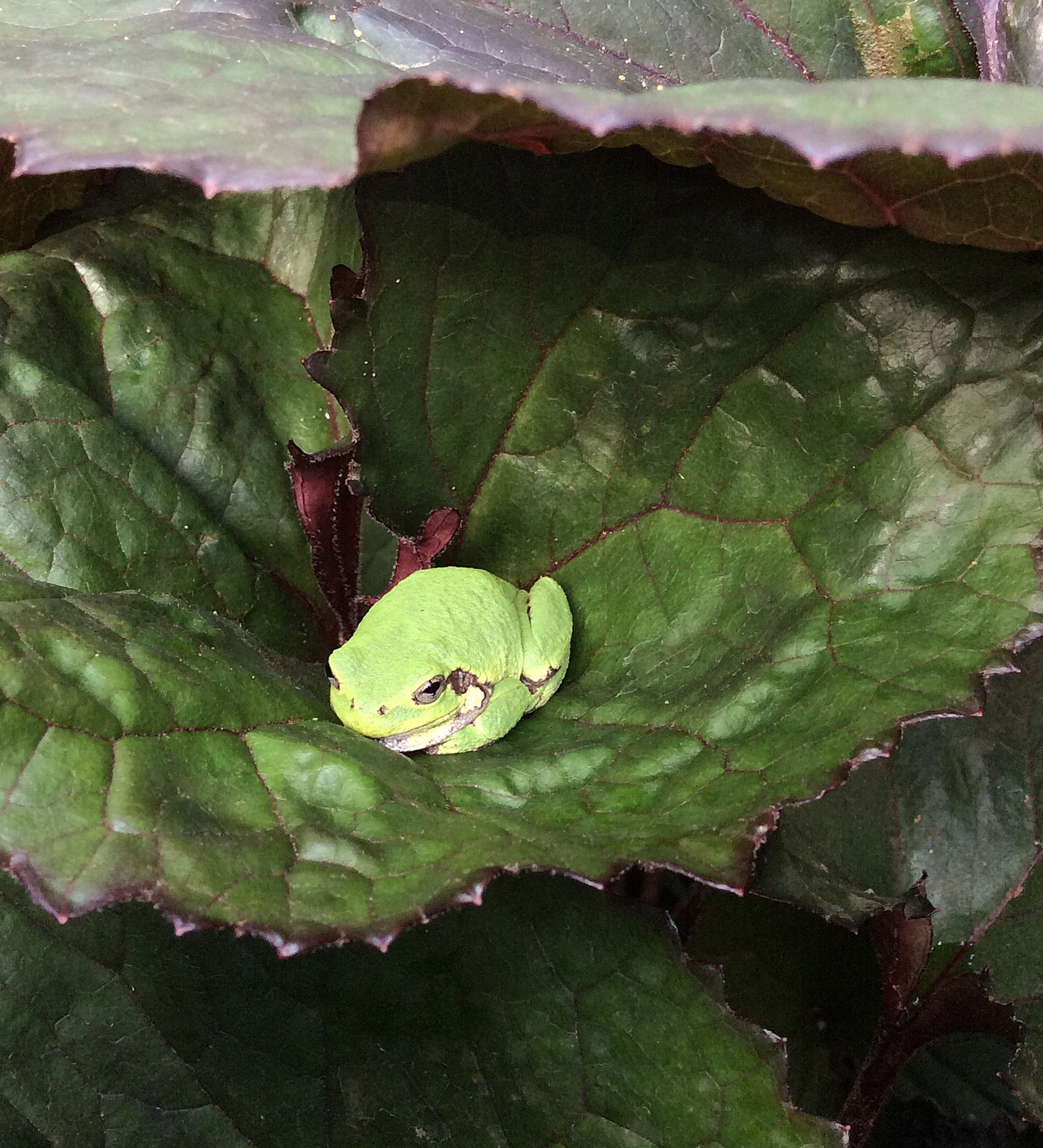 tree-frog-on-ligularia-minneapolis-ppa-8-3-16
