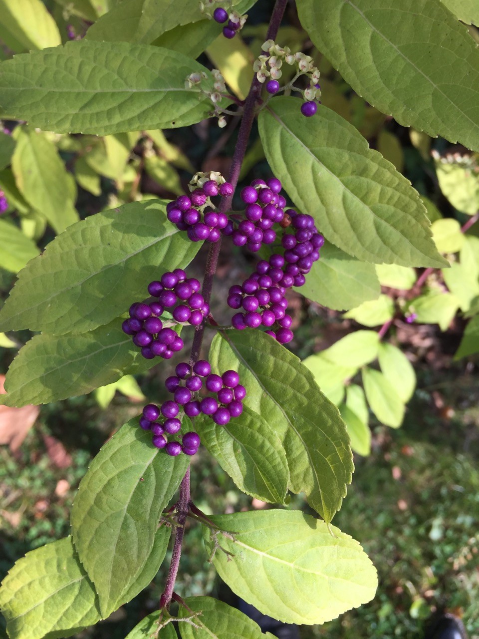 beauty-berry