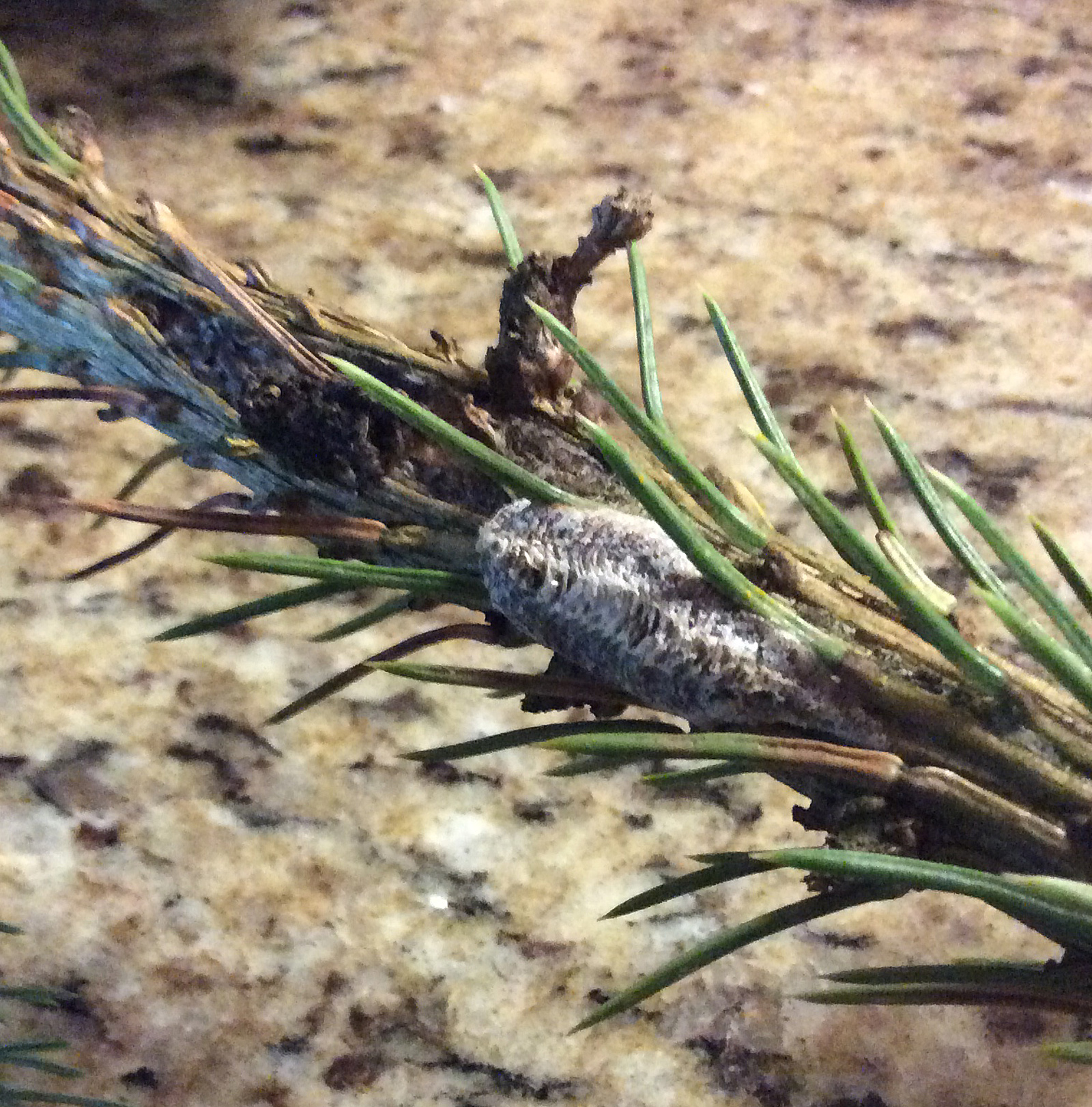carolina-egg-case-11-2-16-in-engelmann-spruce-crop