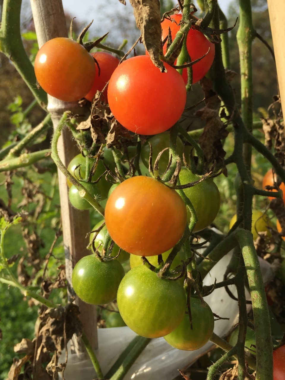 cherry-tomatoes