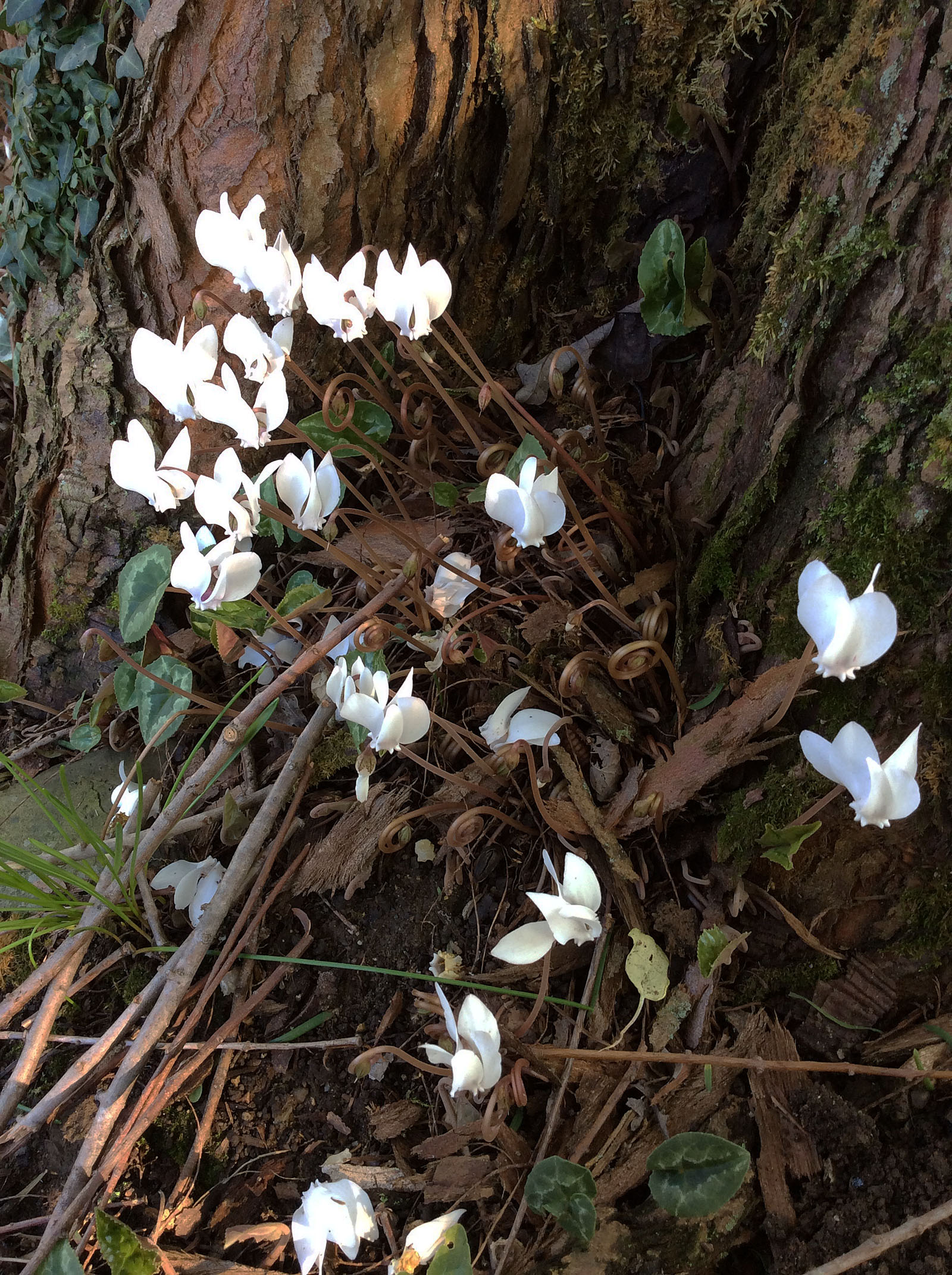 fall-16-10-2-cyclamen-curled-stem-resize