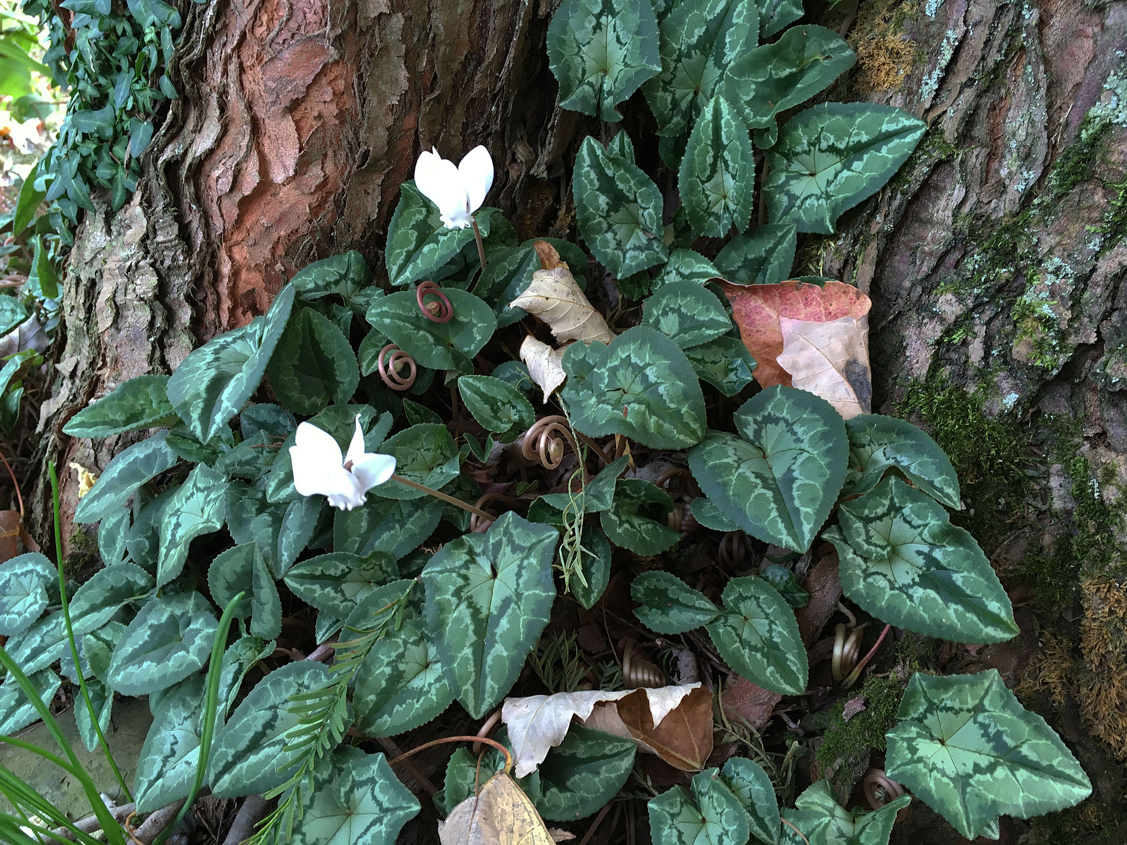 fall-16-10-31-cyclamen-hederifolium-leaves-resize