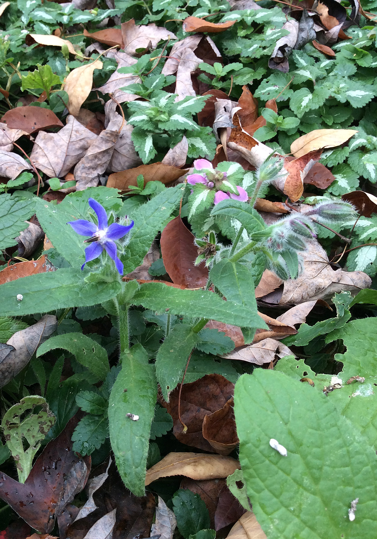 fall-16-11-8-borage-borego-officinalis-crop