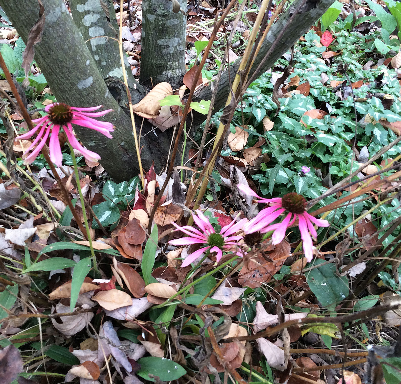 fall-16-11-8-echinacea-last-gasp-crop