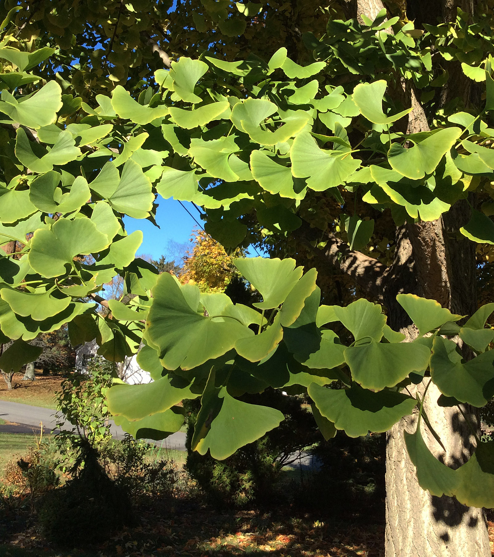 fall-16-11-8-ginkgo-front-egded-in-gold-crop