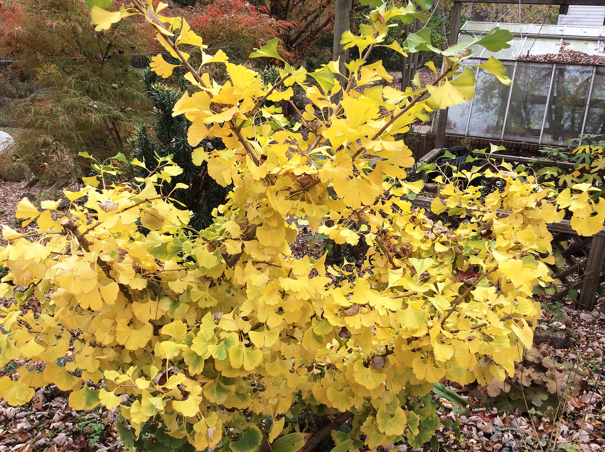 fall-16-11-8-ginkgo-stupka-resize