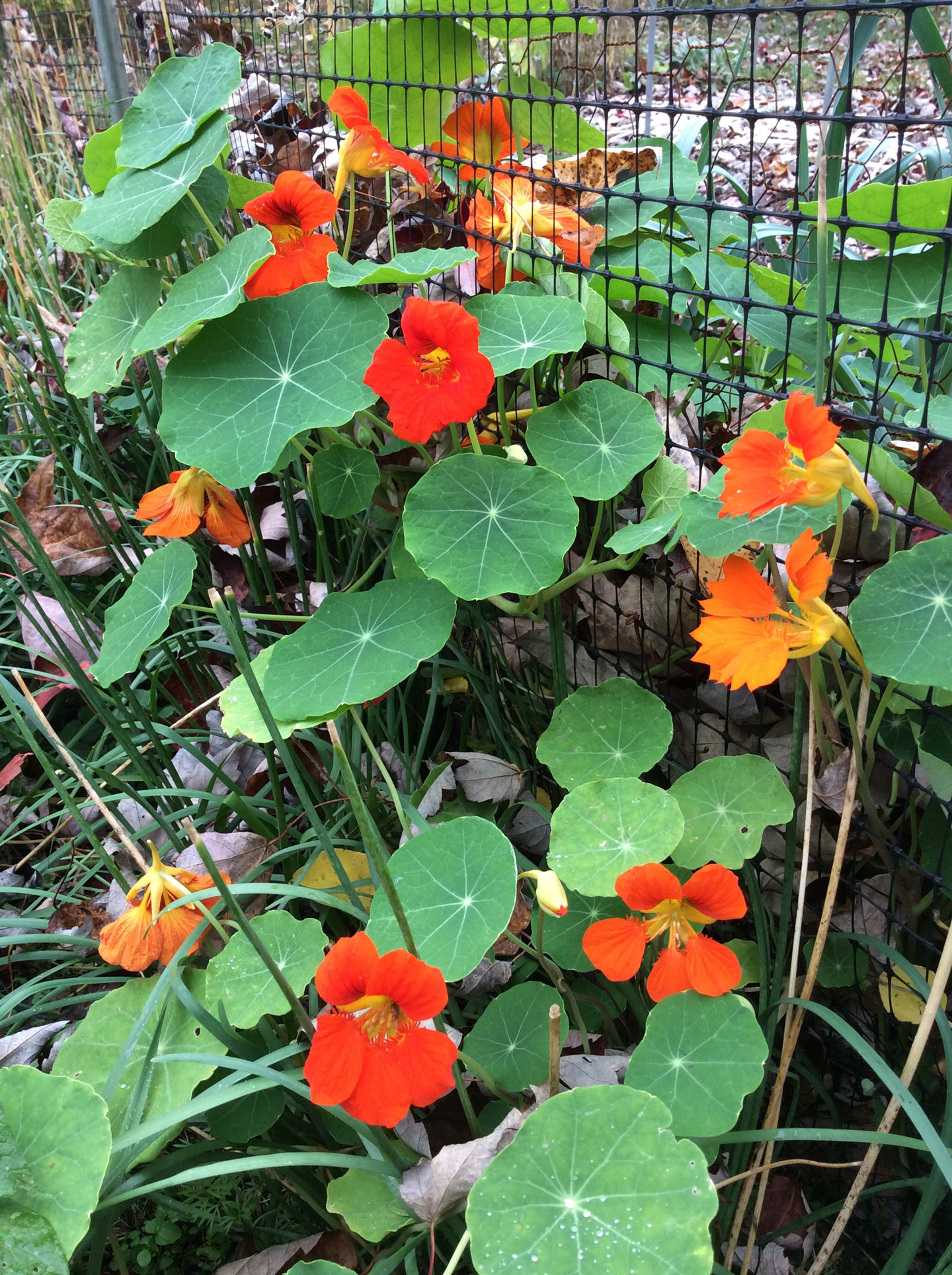 fall-16-11-8-nasturtium-resize
