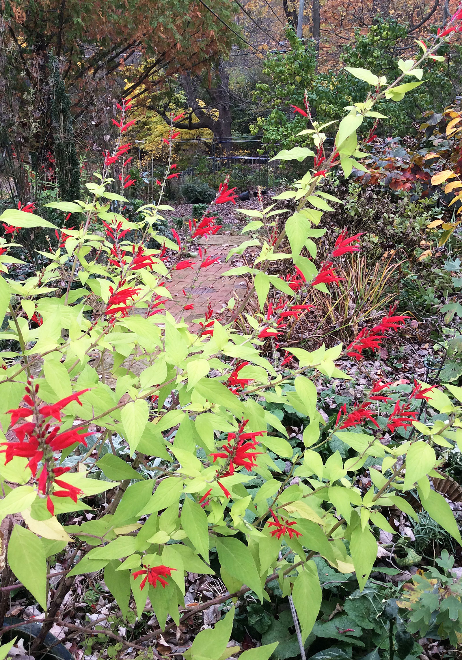 fall-16-11-8-salvia-elegans-golden-delicious-crop