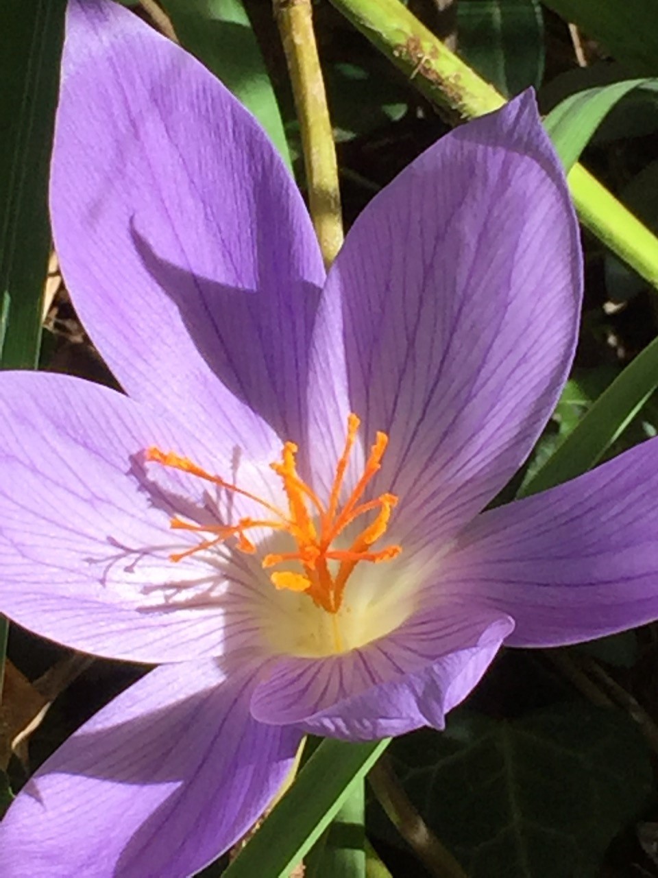 fall-crocus