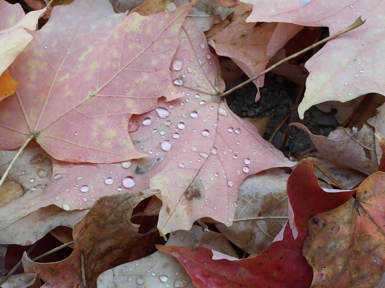 fall-leaves
