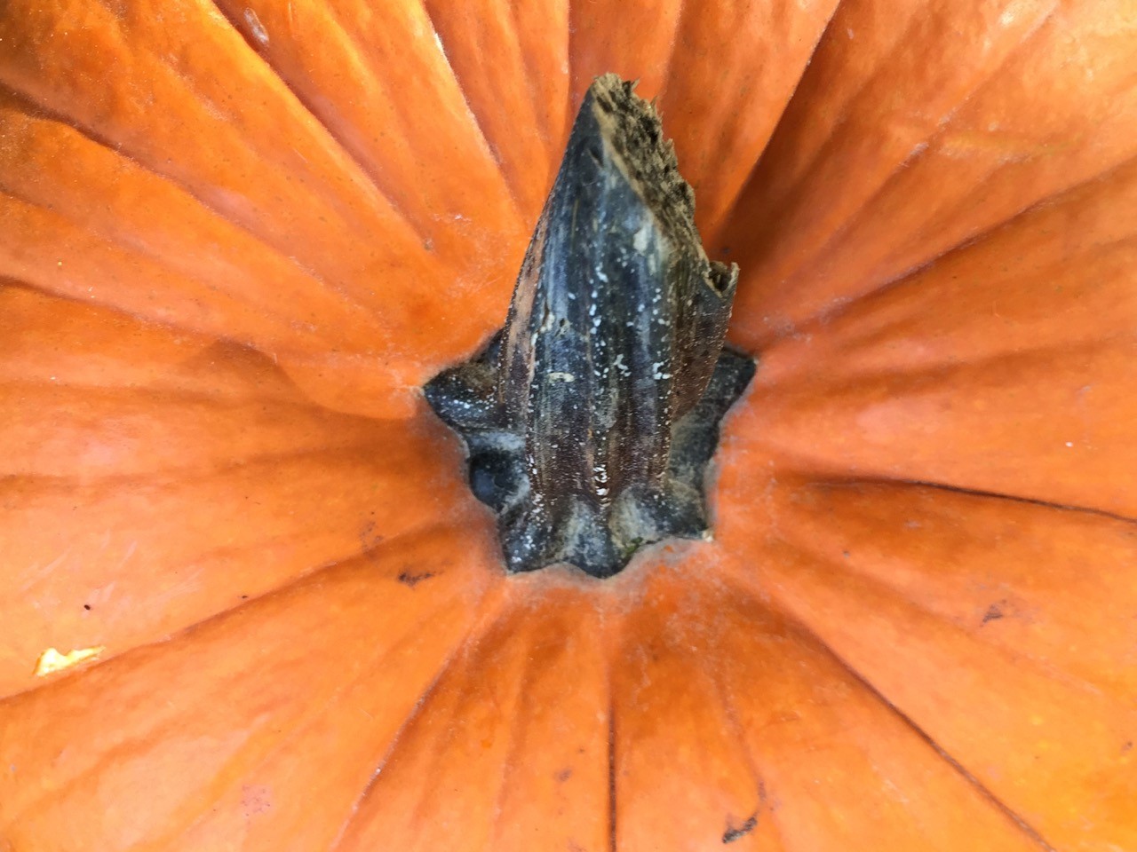 fall-pumpkin