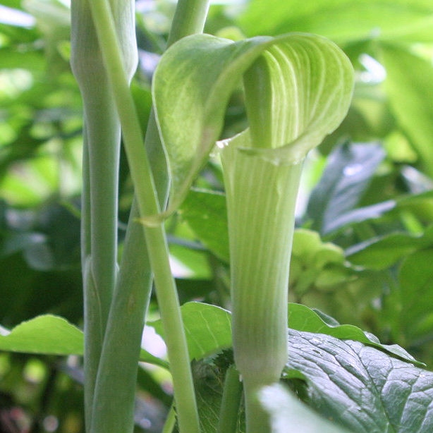 jack-in-the-pulpit-2015_04_23-22_54_15-utc