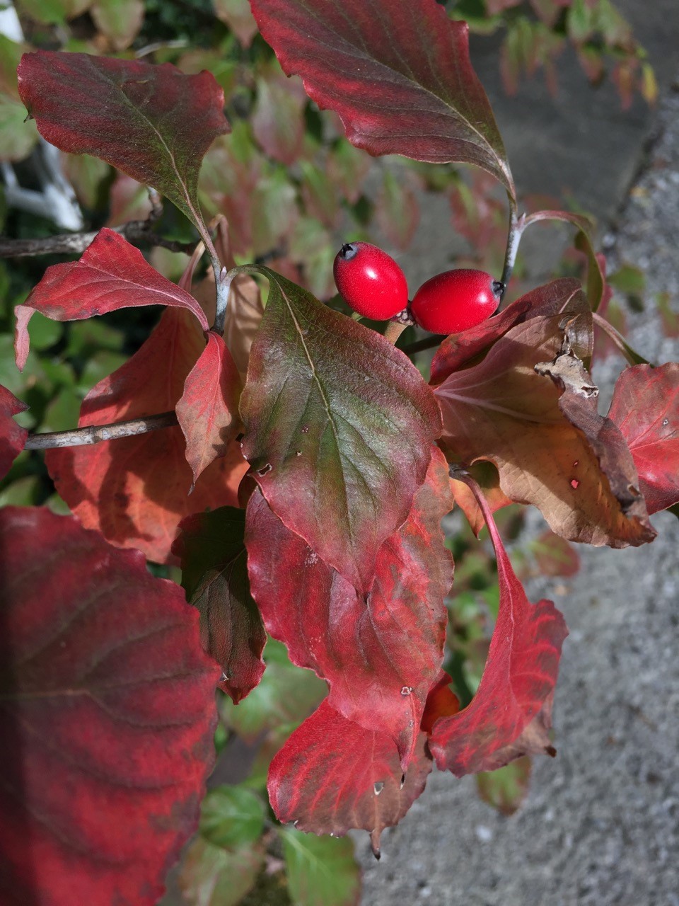 red-foilage