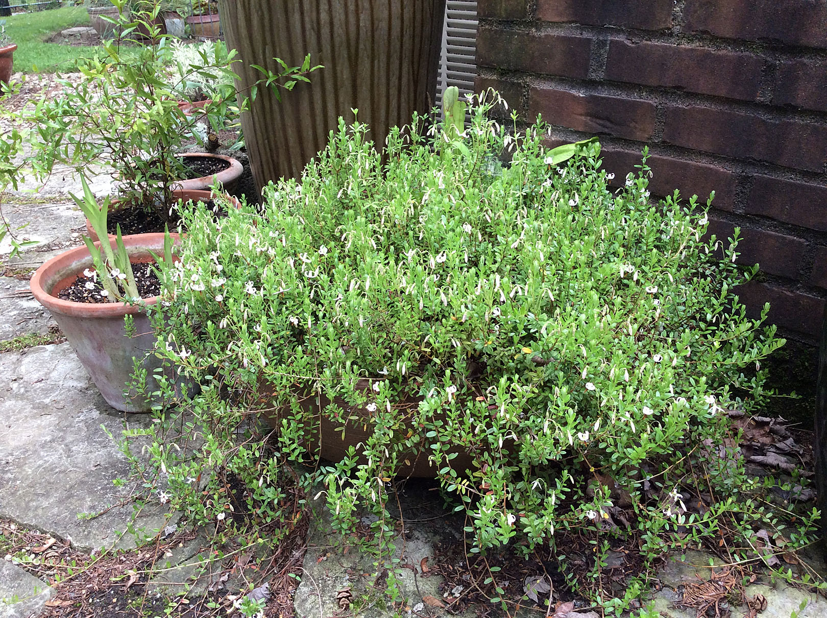 bog-in-crescent-container-6-2-16-resize