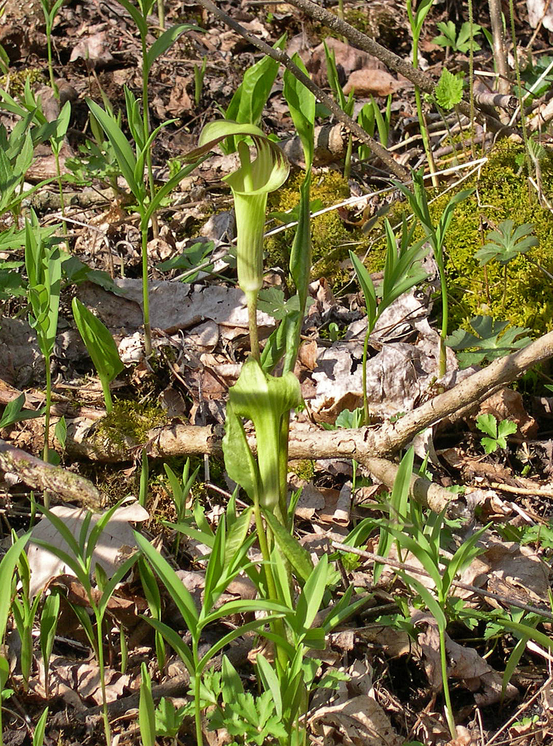 jack-in-the-pulpit-cedar-bog-4-17-04-crop