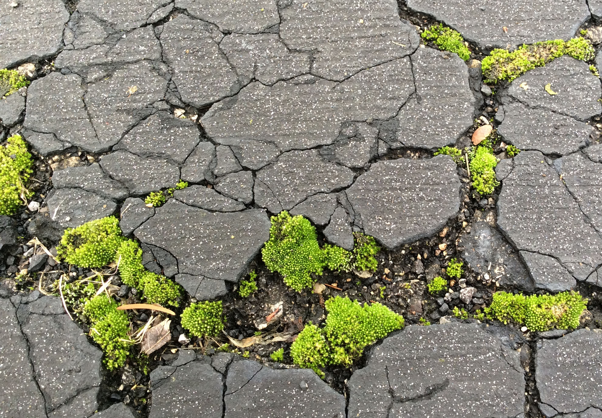 moss-in-asphalt-1-19-17-resize