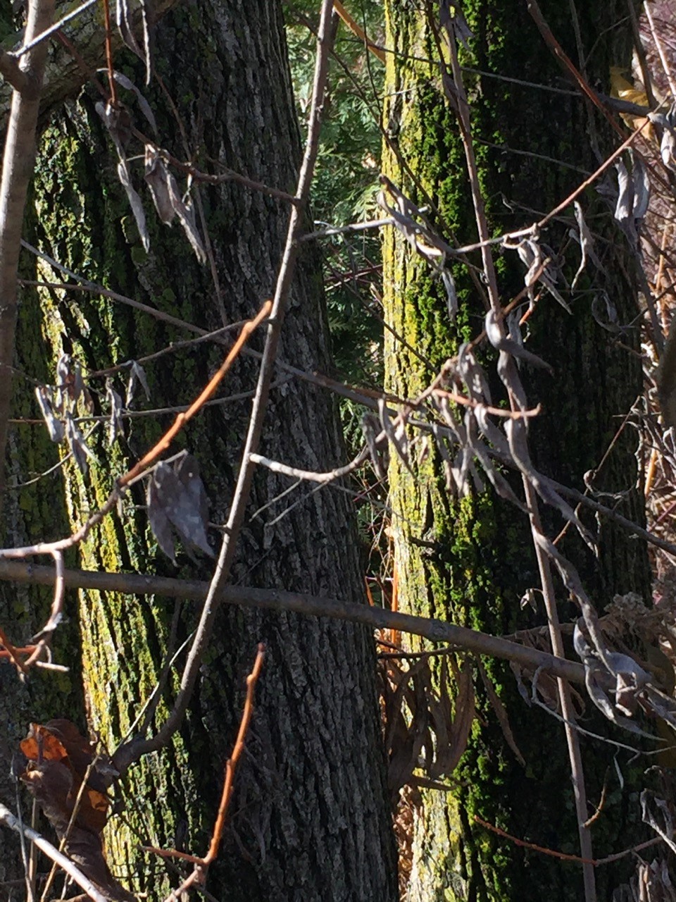 tree-trunk