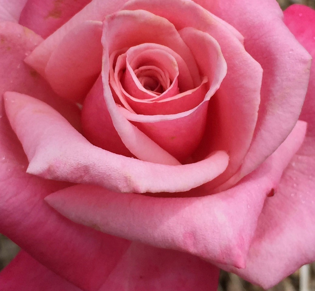 First prize rose