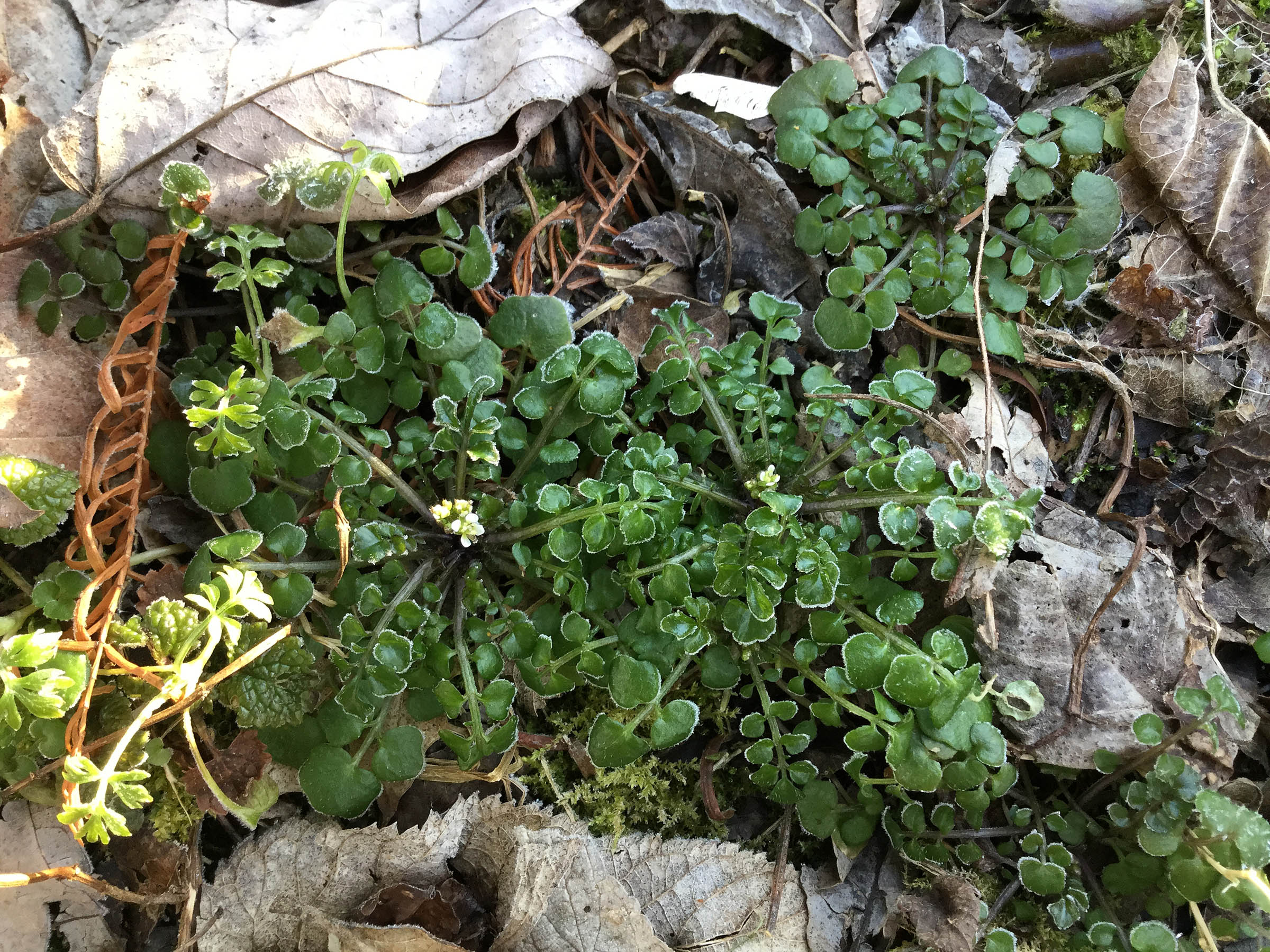 bitter wintercress frosted 3-5-18resize