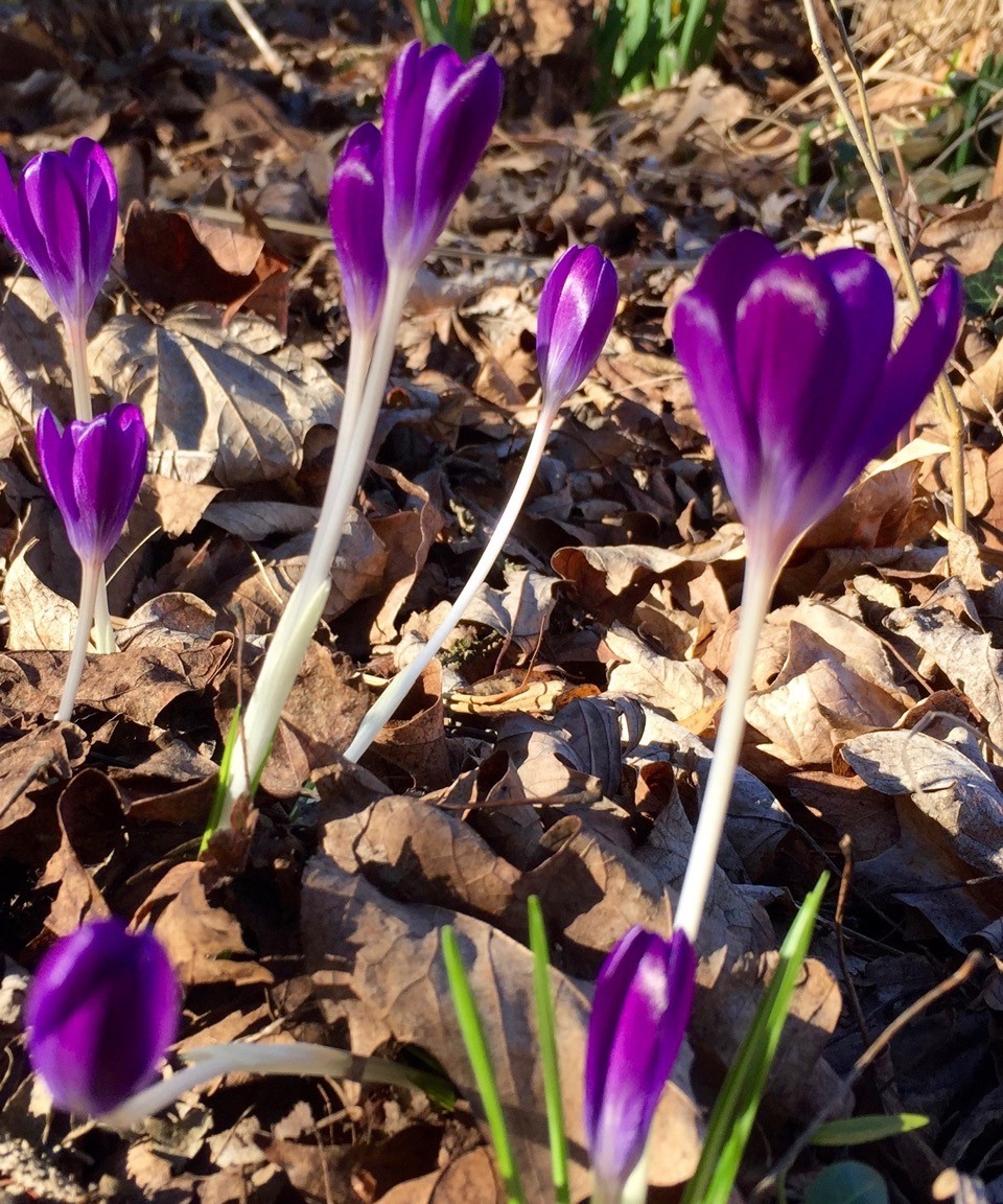 crocus