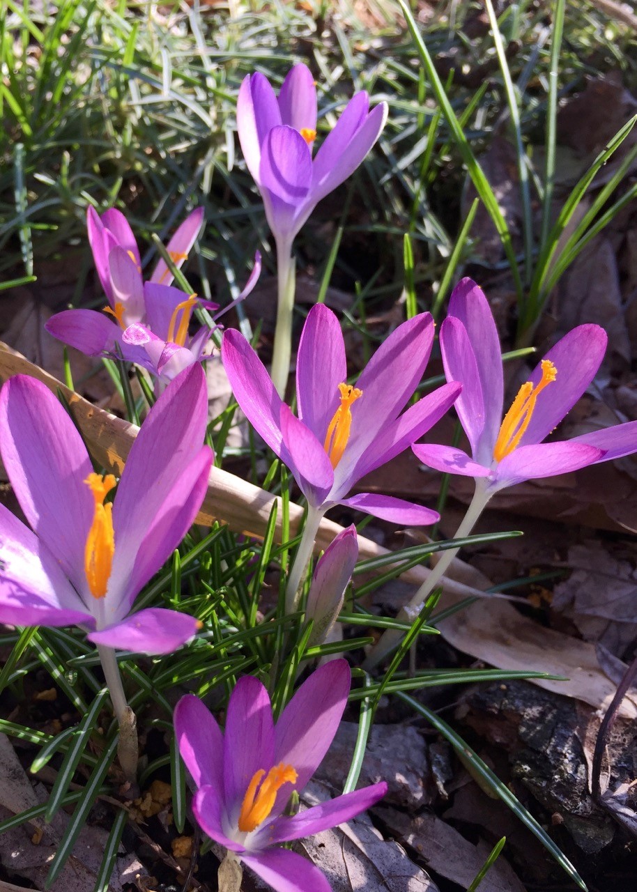 crocus2