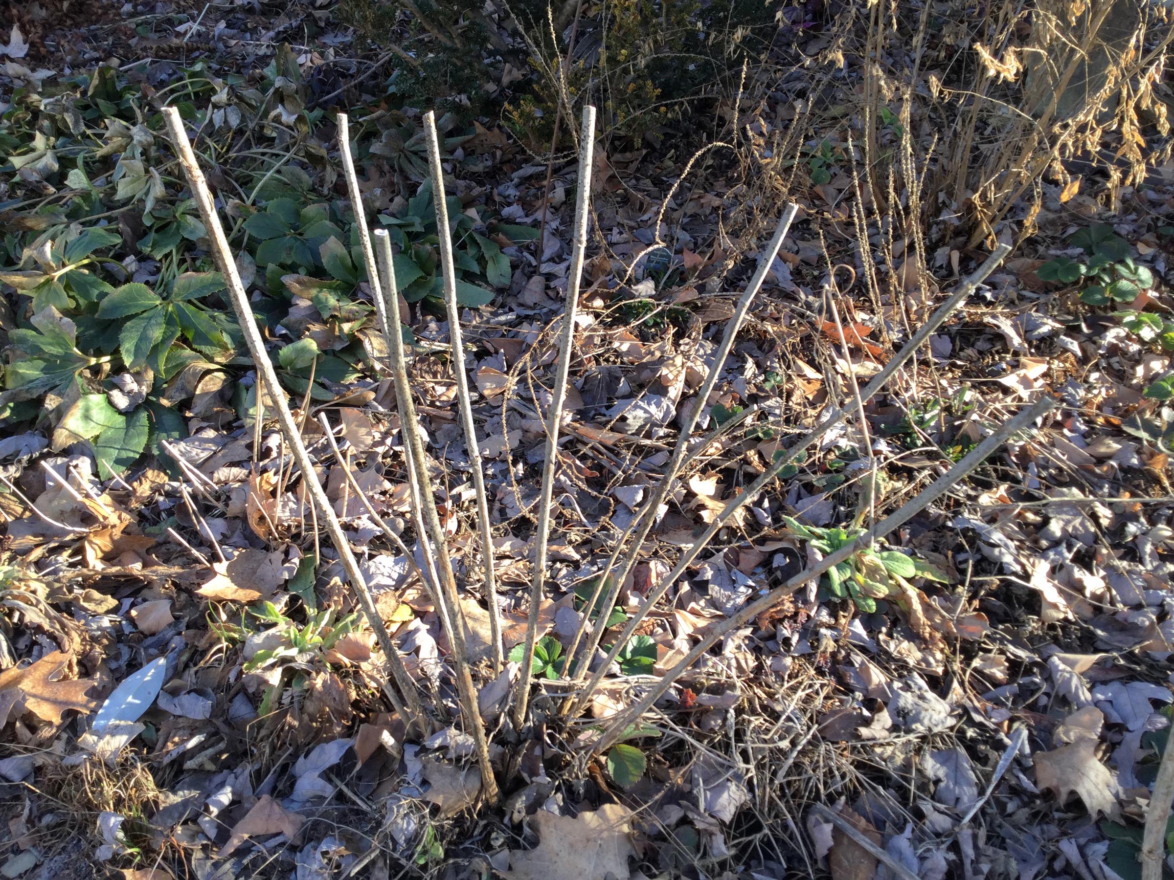 fennel stems 3-5-18resize