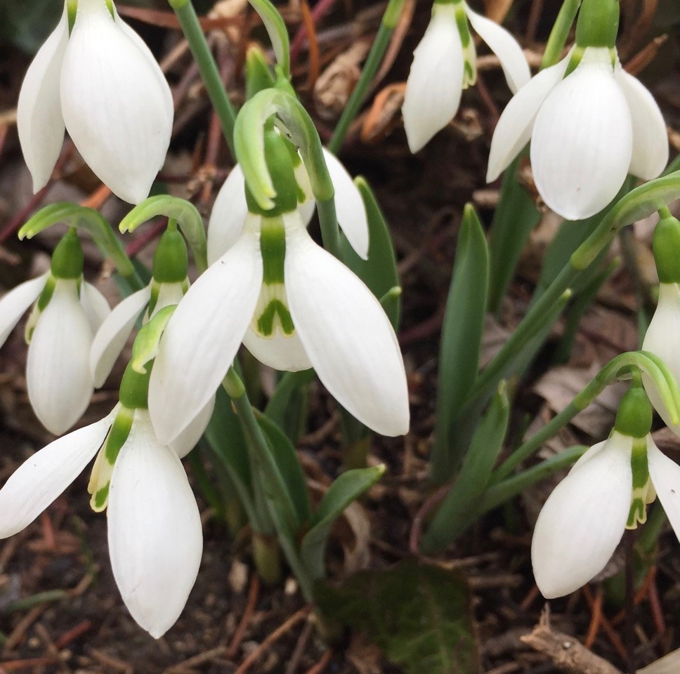 galanthus