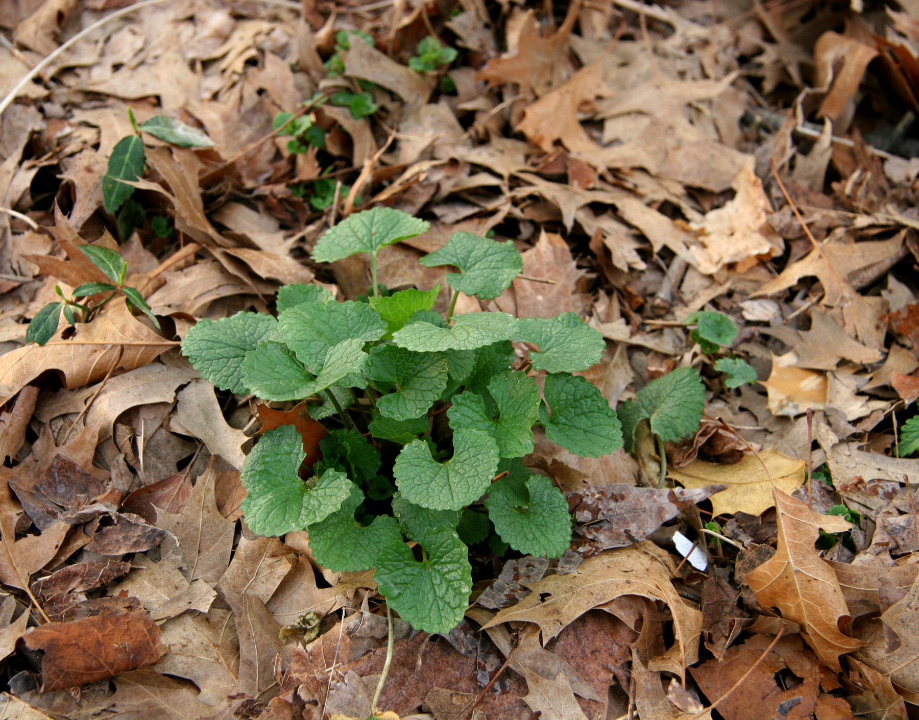 garlic mustard resize