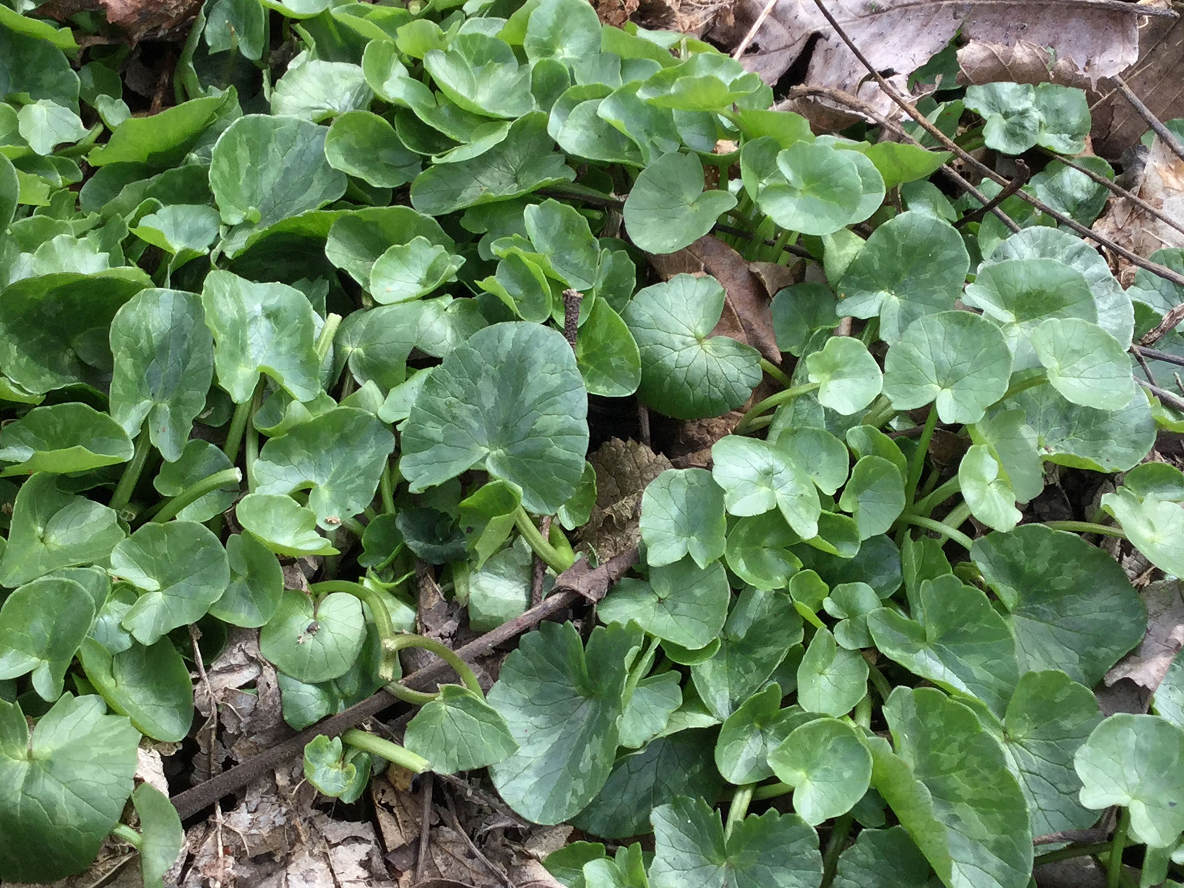 Ranunculus ficaria 3-5-18resize
