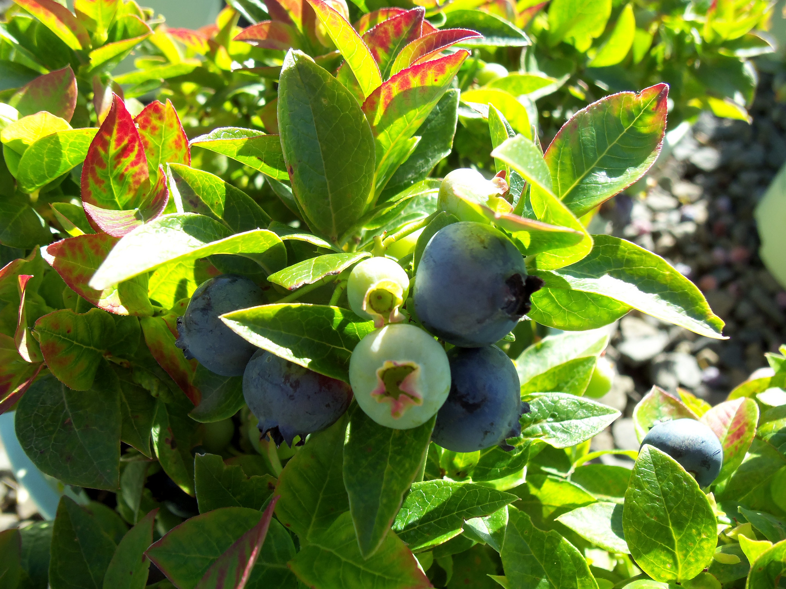 Vaccinium corymbosum Jelly Bean R fruit