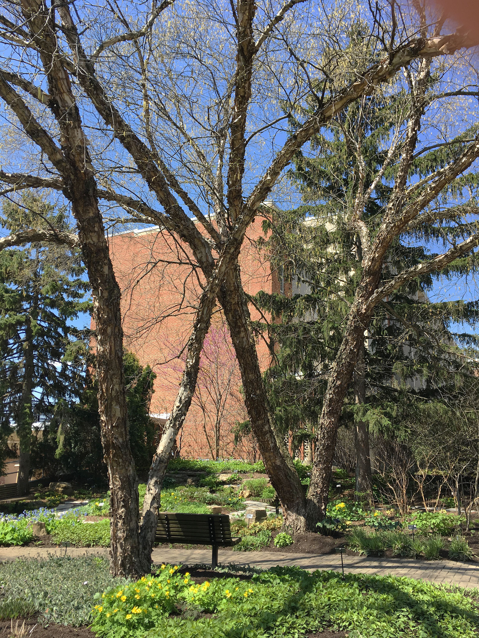 woodland garden 2 Chadwick 4-27-18 resize