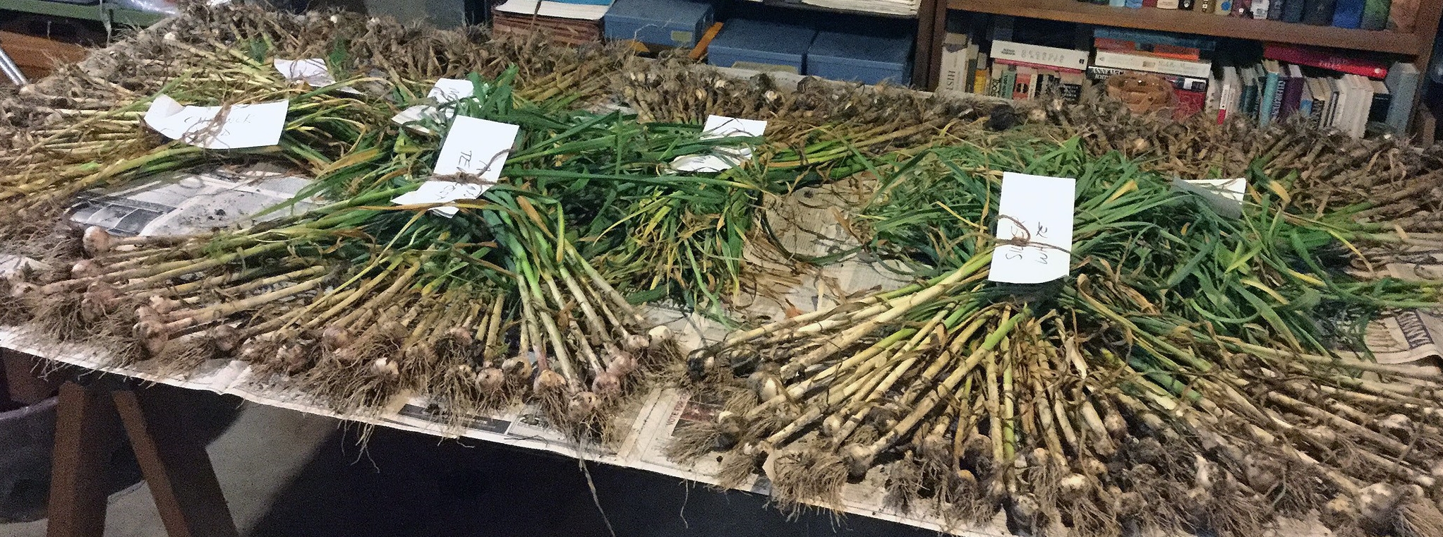 garlic-harvest3-6-21-17crop_res.jpg