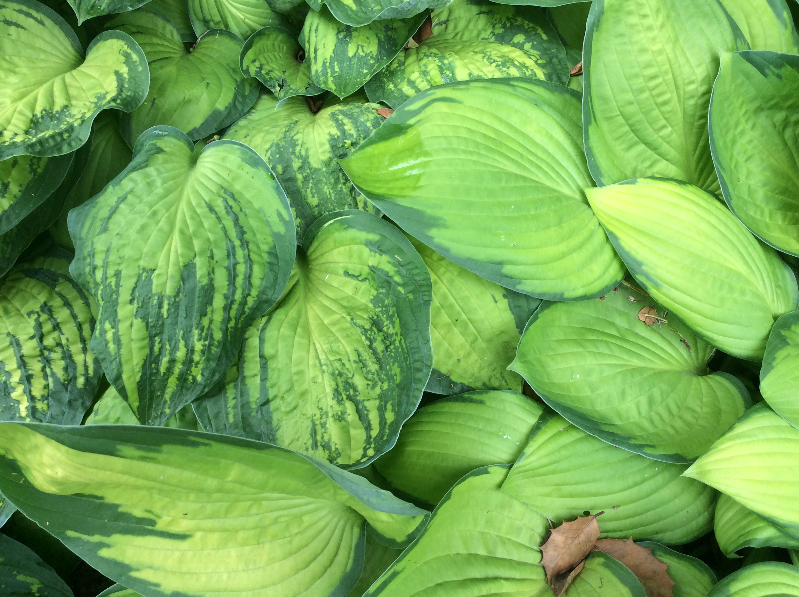 hosta virus x close Louisville GWA Connect mtg 6-3-16